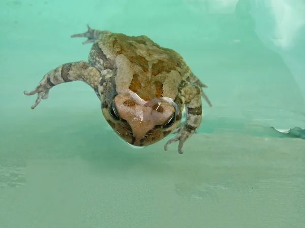 stock image African frog