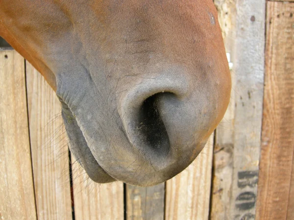 Häst näsborre — Stockfoto