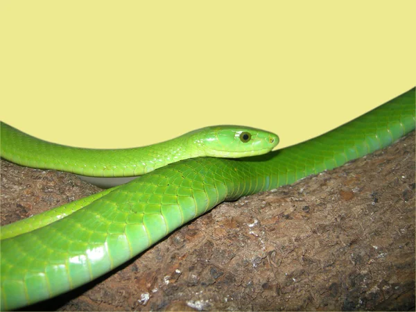 Groene mamba slang — Stockfoto
