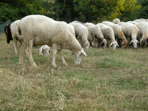 Pasoucí se ovce — Stock fotografie