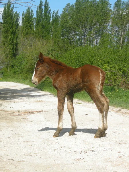 Brown foal — Stock Photo, Image