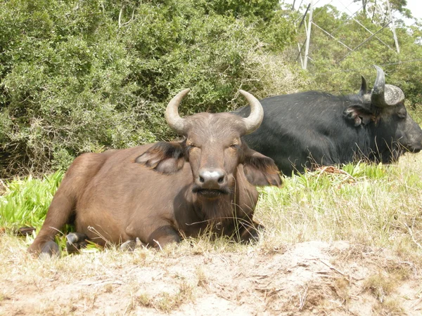 Búfalos —  Fotos de Stock