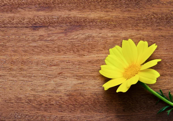 Gänseblümchen-Blume über Holz — Stockfoto