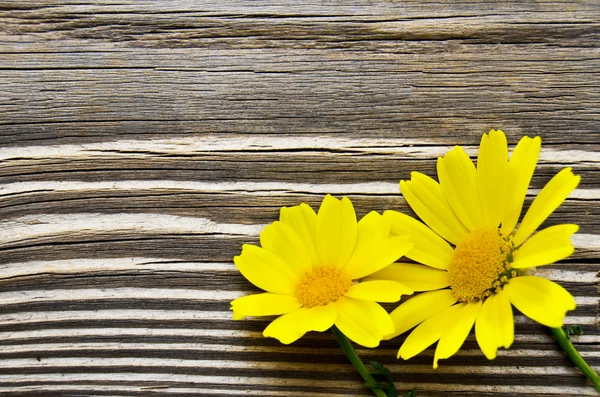 stock image Daisy flowers over wood