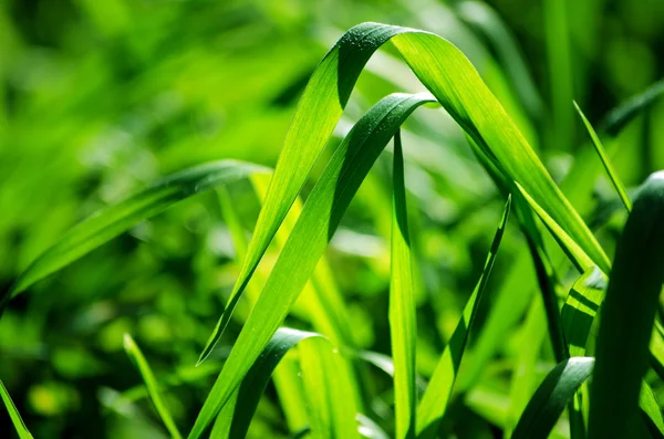 stock image Green grass