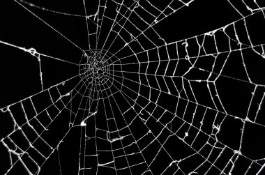 Spider web clipart