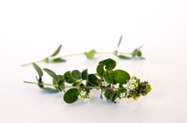 Marjoram.