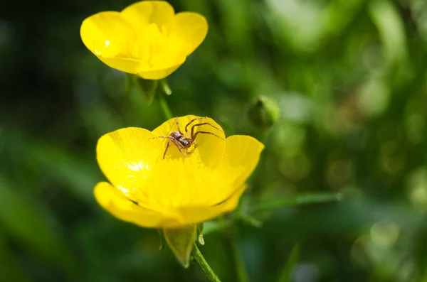 在一朵花的小蜘蛛 — 图库照片