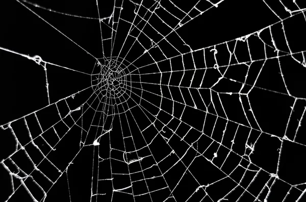 Teia de aranha — Fotografia de Stock