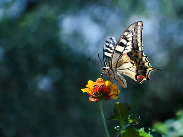 Farfalla — Foto Stock