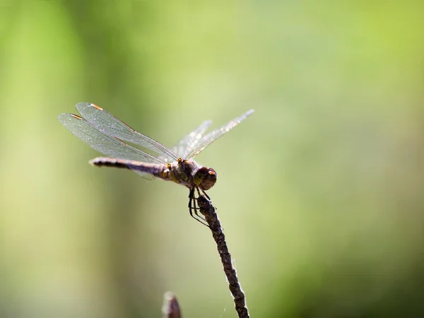 stock image Dragonfly on a twig