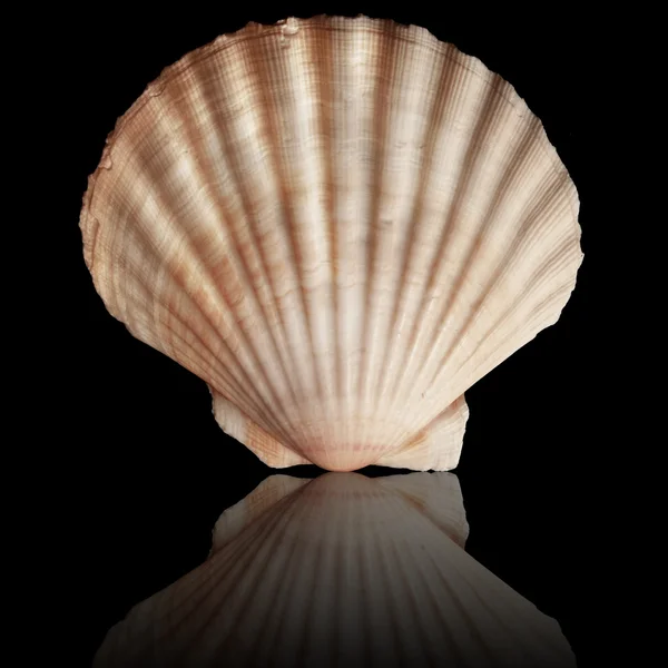 Stock image Seashell