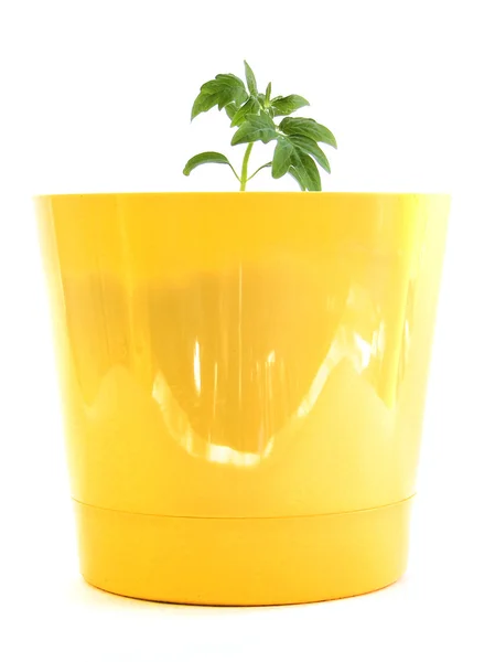 Growing tomatoes in yellow pot — Stock Photo, Image