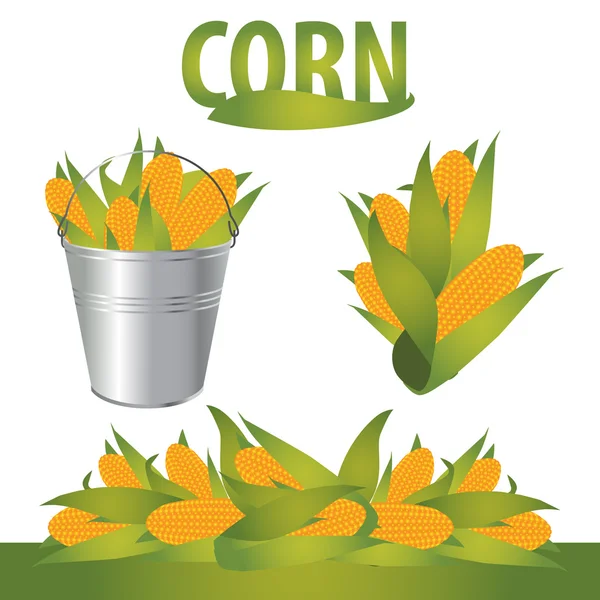 stock vector Vector corn