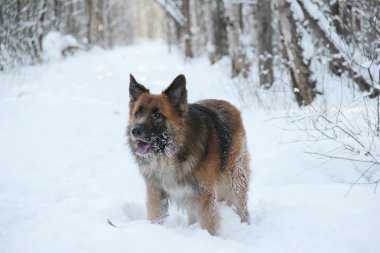 çoban köpeği