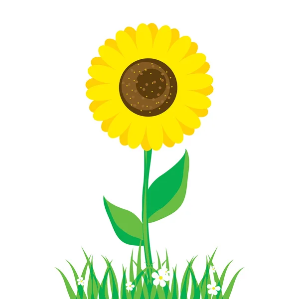 Girasol — Vector de stock