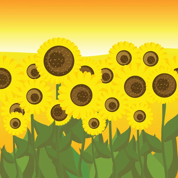 Vektor bunga matahari - Stok Vektor