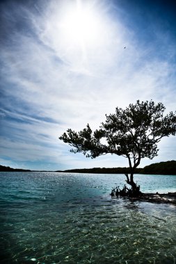 Silhouette of a tree with ocean view clipart