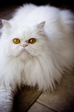 Persian himalayan cat clipart