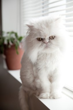 White persian himalayan cat clipart