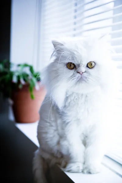 stock image White persian himalayan cat