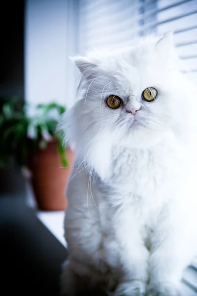 Kot biały Perski himalajski Obrazek Stockowy