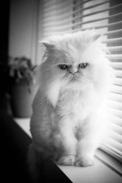백색 페르시아어 히말라야 고양이 스톡 사진