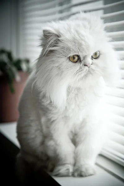 Білий перський гімалайський кіт Стокове Зображення