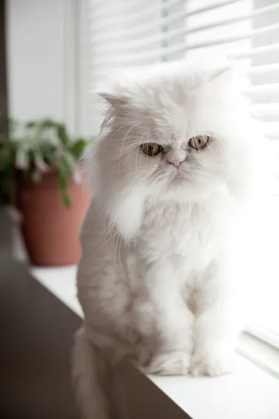 Білий перський гімалайський кіт Ліцензійні Стокові Зображення