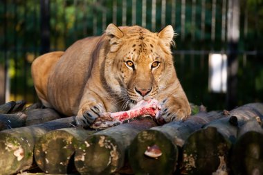 Siberian Ligr eating meat clipart