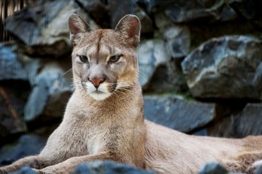 Closeup of a Cougar in Novosibirsk zoo clipart