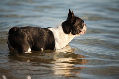 A dog watching the sun go down over the sea clipart