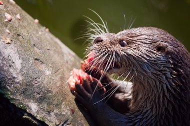 Giant river otter looking at clipart