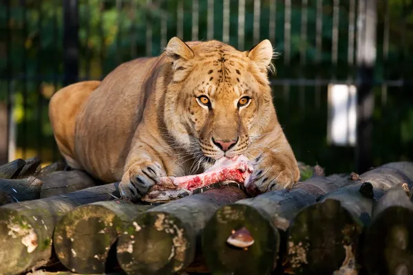 Ligr siberiano comer carne — Fotografia de Stock