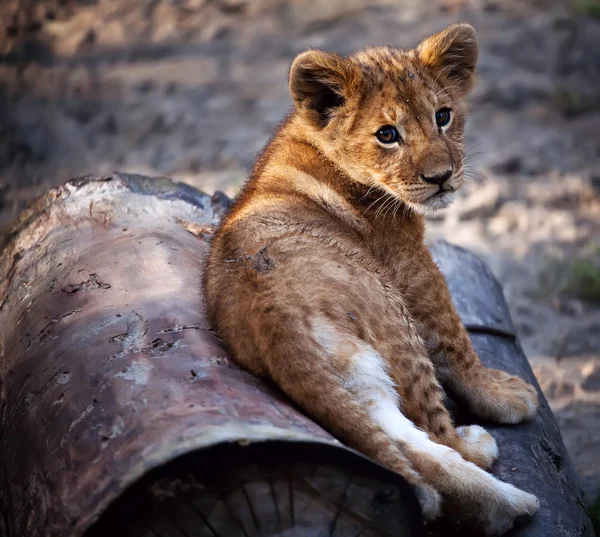 Filhote de leão no zoológico de Novosibirsk — Fotografia de Stock