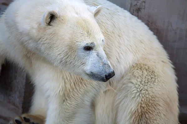 Miś polarny z bliska w Nowosybirsku zoo — Zdjęcie stockowe
