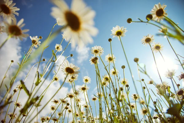 stock image Field of daisies and perfect sky