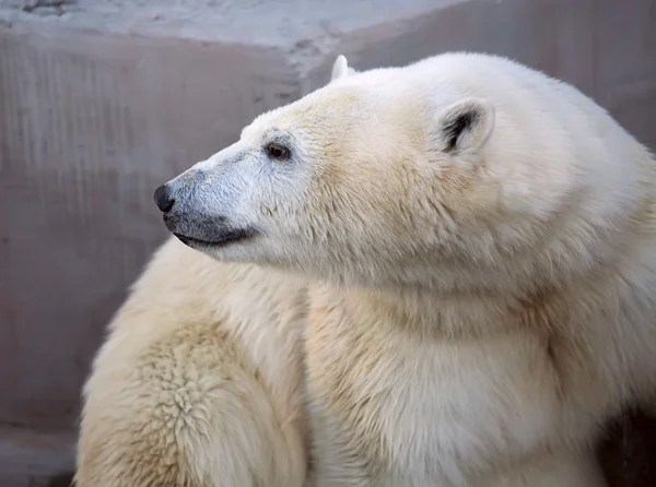Isbjörn på nära håll i novosibirsk zoo — Stockfoto
