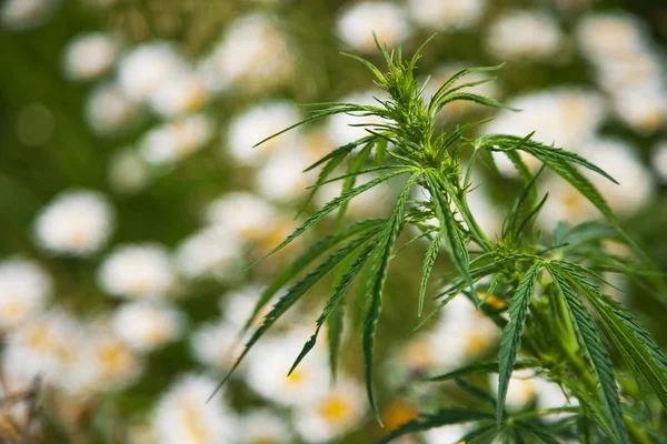 stock image Close-up of a cannabis plant