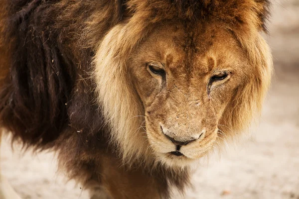 Крупный план африканского льва, Новосибирский зоопарк — стоковое фото