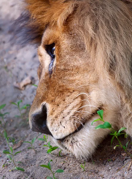 Un león adulto yaciendo en la arena — Foto de Stock