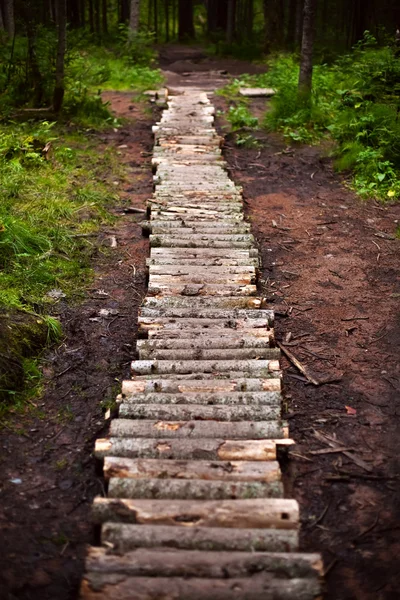 stock image Winding forest wooden path walkway through wetlands