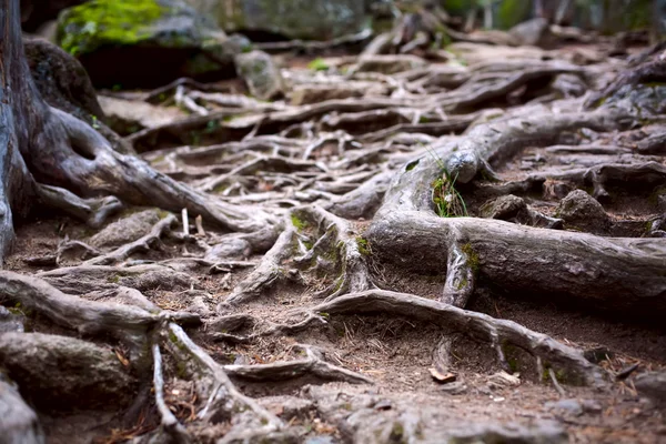 Imagem das raízes das árvores na floresta — Fotografia de Stock