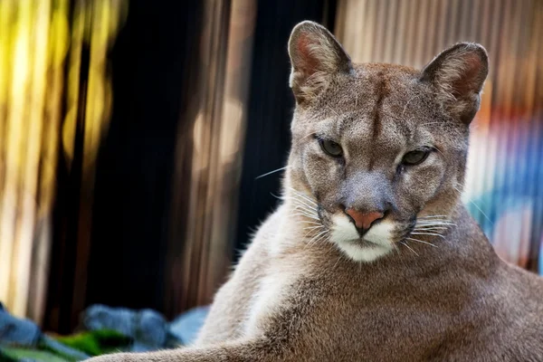 Close-up de um Cougar no zoológico de Novosibirsk — Fotografia de Stock