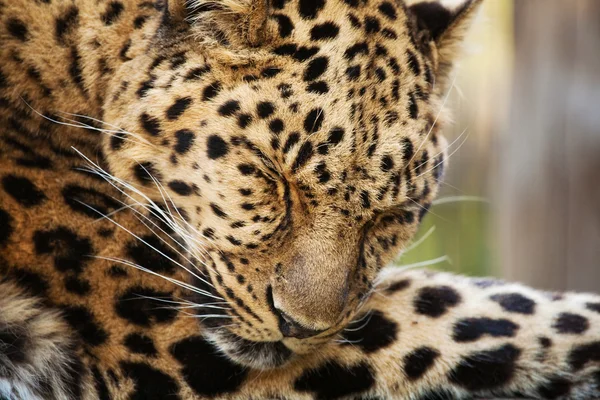 Leopard närbild — Stockfoto