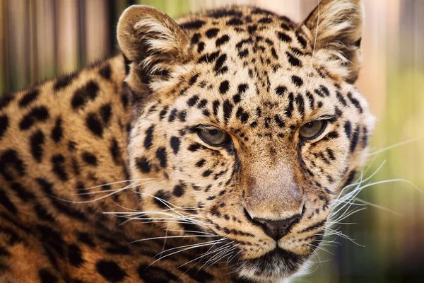 Leopard closeup — Stock Photo, Image