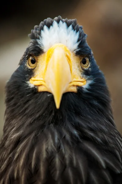 stock image Eagle portrait