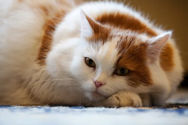 Cat with pedigree lie on the floor — Stock Photo, Image