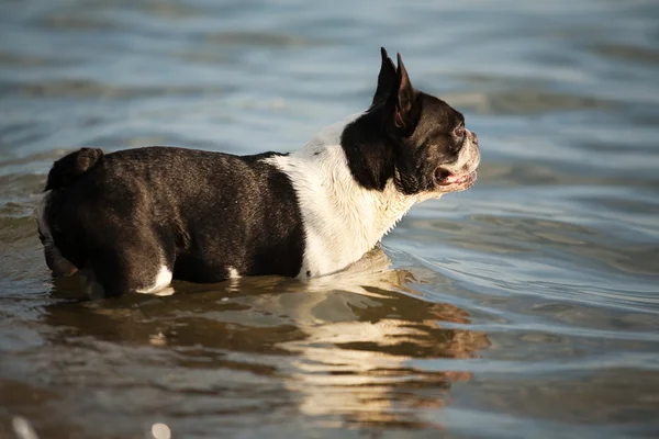 stock image A dog watching the sun go down over the sea