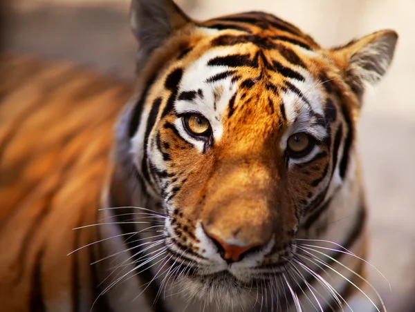 Тигр в Новосибірську зоопарк — стокове фото